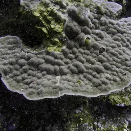 Honeycomb Plate Coral, photo 3