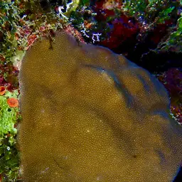 Honeycomb Plate Coral
