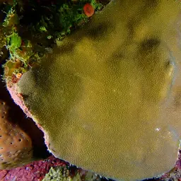 Honeycomb Plate Coral, photo 4