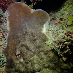 Honeycomb Plate Coral, photo 5