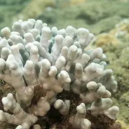 Hump Coral, photo 2