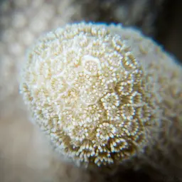 Hump Coral, photo 1