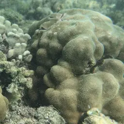 Hump Coral, photo 3