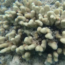 Hump Coral, photo 4