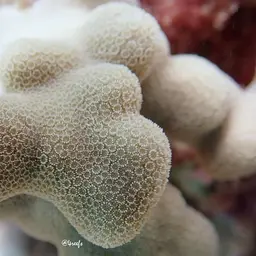 Hump Coral, photo 5