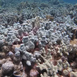 Hump Coral, photo 6