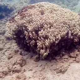 Hump Coral, photo 7