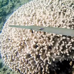 Hump Coral, photo 8