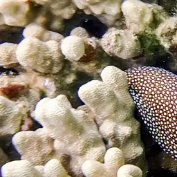 Hump Coral, photo 9
