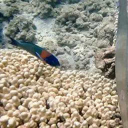 Hump Coral, photo 10