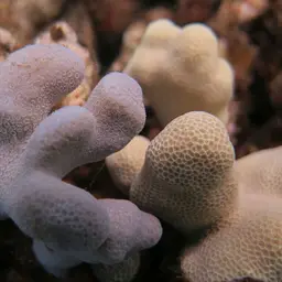 Hump Coral, photo 11