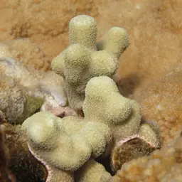 Hump Coral, photo 12