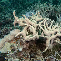 Cylindrical Finger Coral, photo 2