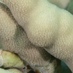 Cylindrical Finger Coral, photo 3