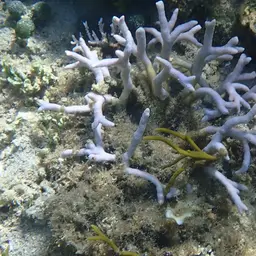 Cylindrical Finger Coral, photo 4