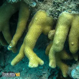 Cylindrical Finger Coral, photo 5