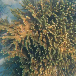 Cylindrical Finger Coral, photo 6