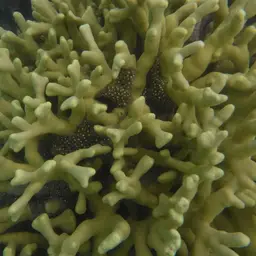Cylindrical Finger Coral, photo 7