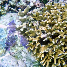 Cylindrical Finger Coral, photo 8