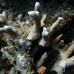 Cylindrical Finger Coral, photo 9