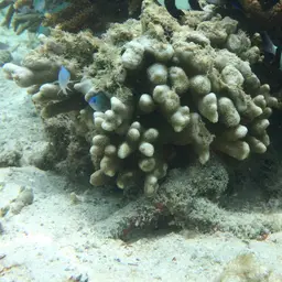 Cylindrical Finger Coral, photo 10