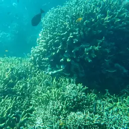 Cylindrical Finger Coral, photo 11