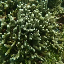 Cylindrical Finger Coral, photo 12