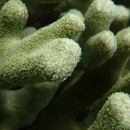 Cylindrical Finger Coral, photo 1