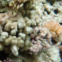Hump Coral, photo 1
