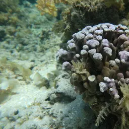 Hump Coral, photo 2