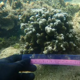 Hump Coral, photo 3