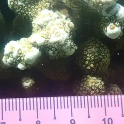 Hump Coral, photo 4