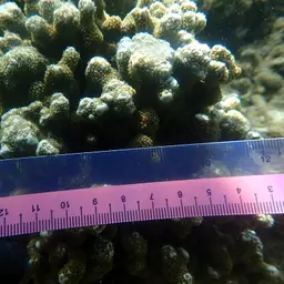 Hump Coral, photo 5