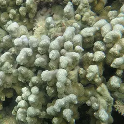 Hump Coral, photo 6