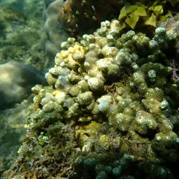 Hump Coral, photo 7