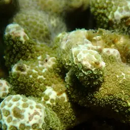Hump Coral, photo 8
