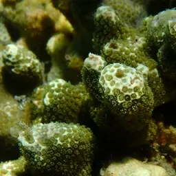 Hump Coral, photo 9