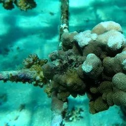 Hump Coral, photo 10