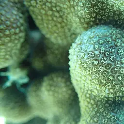 Hump Coral, photo 11