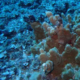 Hump Coral, photo 12