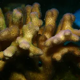 Hump Coral, photo 1