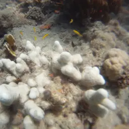 Thin Fingers Coral, photo 2