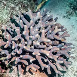 Thin Fingers Coral, photo 1