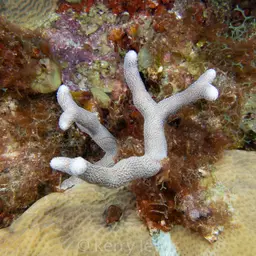 Thin Fingers Coral, photo 3
