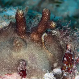 Thin Fingers Coral, photo 4