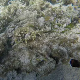 Thin Fingers Coral, photo 5