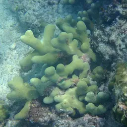 Thin Fingers Coral, photo 6