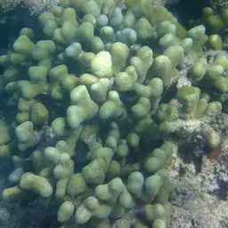 Thin Fingers Coral, photo 7
