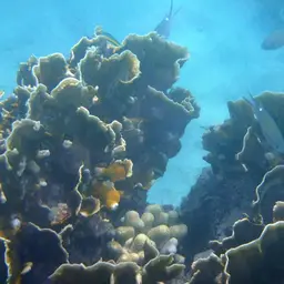 Thin Fingers Coral, photo 8