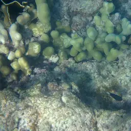 Thin Fingers Coral, photo 9